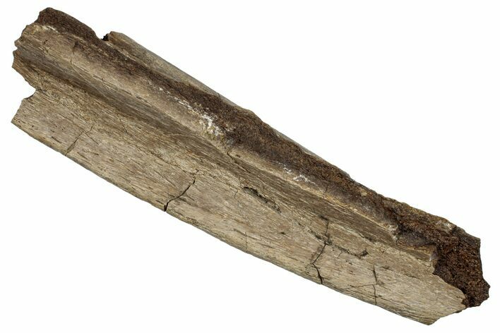 Hadrosaur (Edmontosaurus) Rib Bone - Wyoming #265725